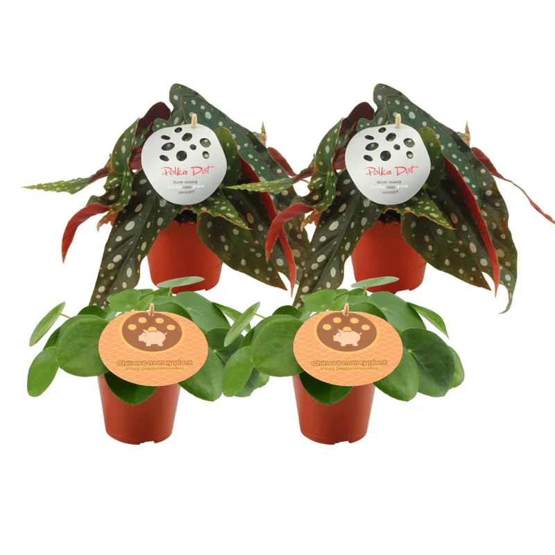 2x Pilea peperomioides & 2x Begonia maculata – 4 Pflanzen – 12 cm Topf, 20 cm hoch