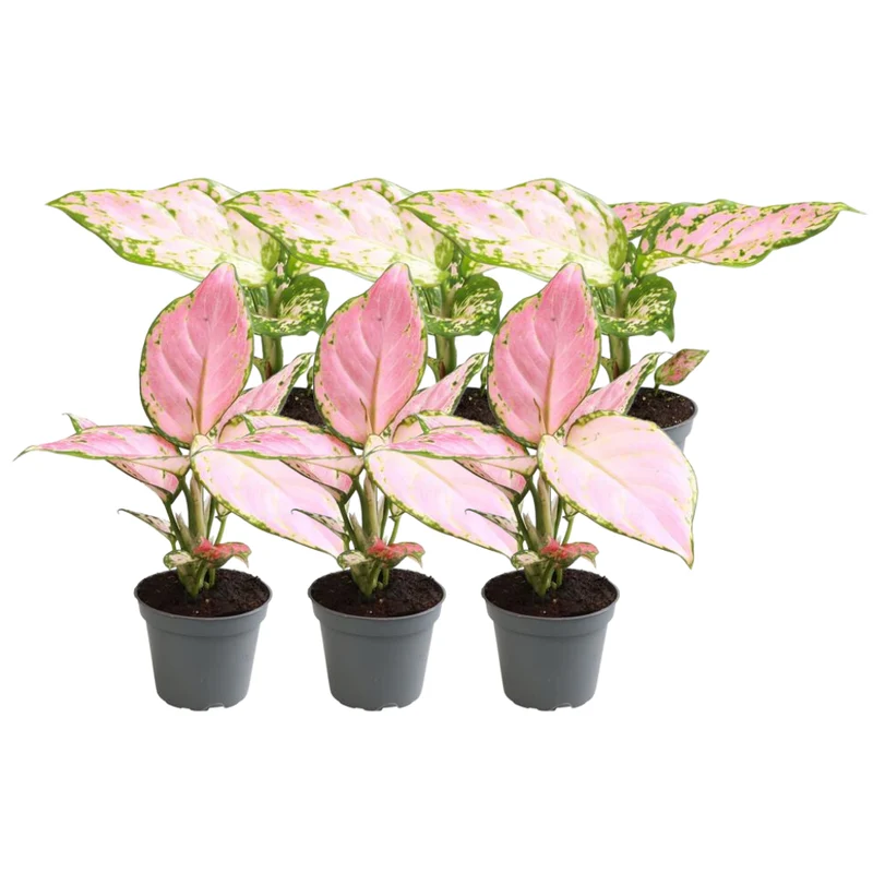Aglaonema « Red Valentine » et Aglaonema « Red Zirkon » – 6 plantes