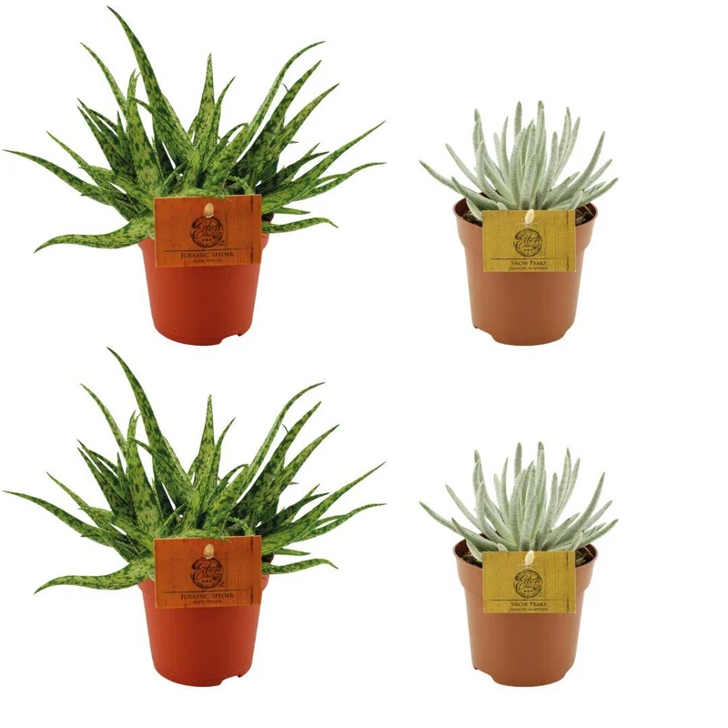 2x Aloe 'Spider' & 2x Senecio scaposus – 4 planter – 10,5 cm potte, 10 cm høj