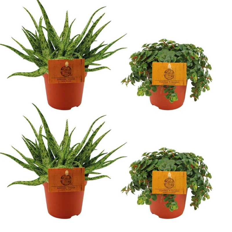 2x Aloe ‘Spider’ & 2x Sedum ‘Tornado’ – 4 plantes – pot de 10,5 cm, 10 cm de hauteur