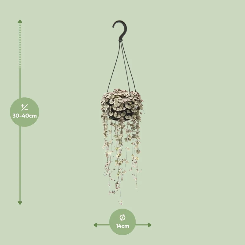 Ceropegia linearis subsp. woodii ‘Variegata’ – Leuchterblume – 14 cm Topf, 38 cm hoch