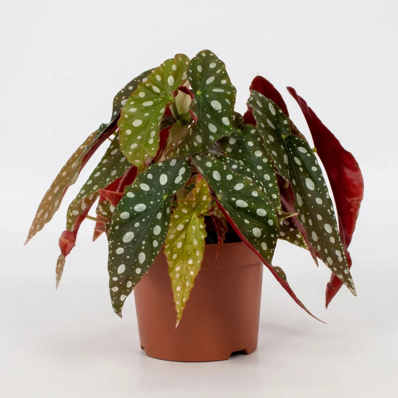 Begonia maculata ‘Wightii’ – Forellenbegonie – 12 cm Topf, 20 cm hoch