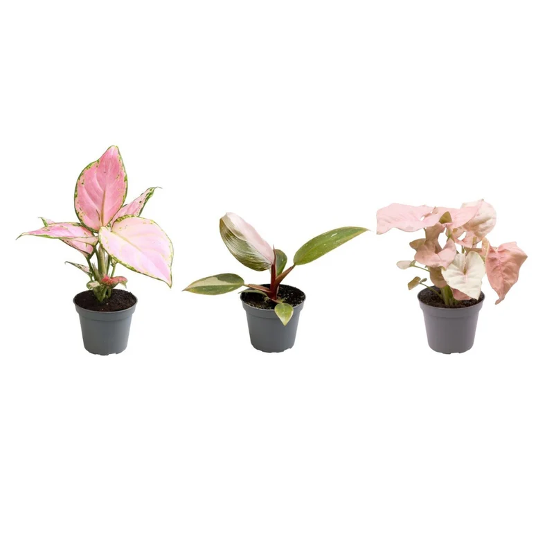Aglaonema 'Red Valentine', Aglaonema 'Red Zirkon' & Calathea roseopicta 'Rosey' – 3 fladplanter