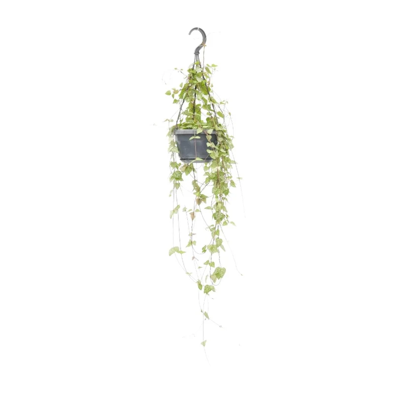 Ceropegia linearis ‘Iris’ – Leuchterblume – 14 cm Topf, 38 cm hoch
