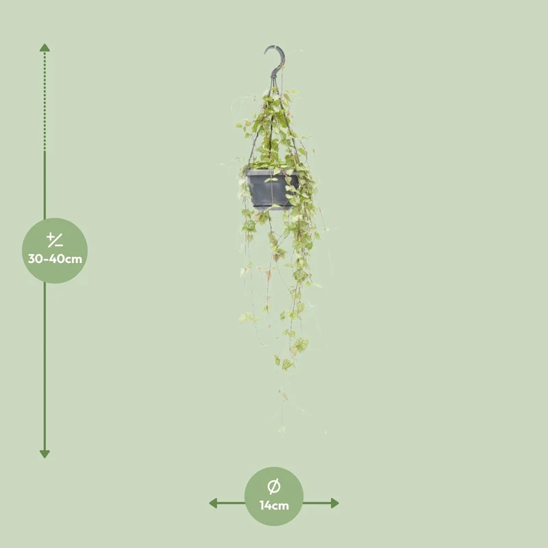 Ceropegia linearis ‘Iris’ – Leuchterblume – 14 cm Topf, 38 cm hoch