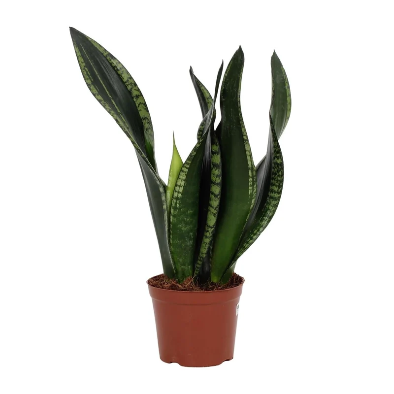 Sansevieria ‘Whitney’ – Bogenhanf – 12 cm Topf, 27 cm hoch