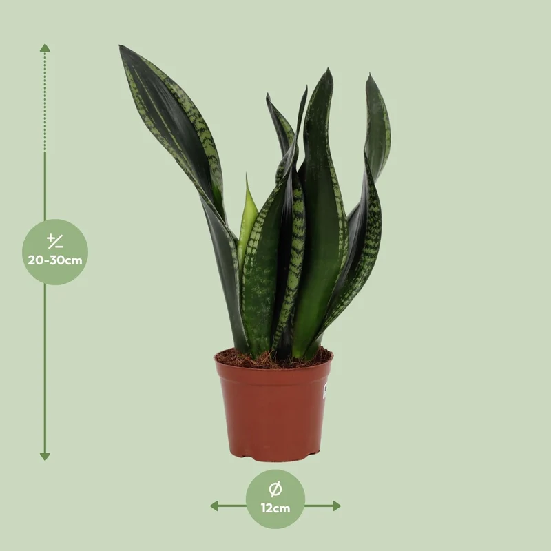 Sansevieria ‘Whitney’ – Bogenhanf – 12 cm Topf, 27 cm hoch