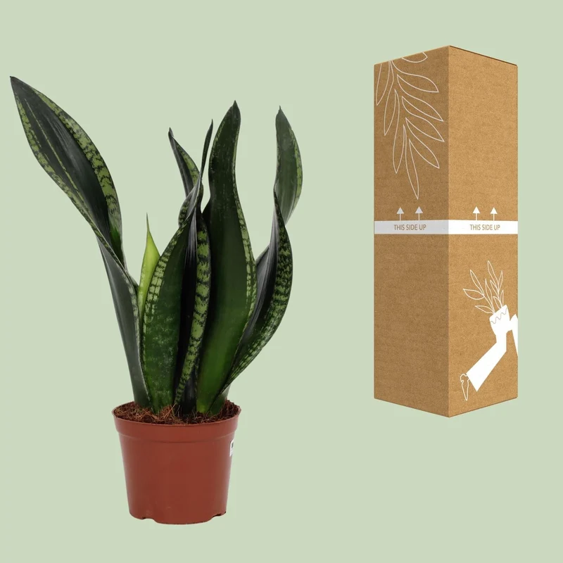 Sansevieria ‘Whitney’ – Bogenhanf – 12 cm Topf, 27 cm hoch