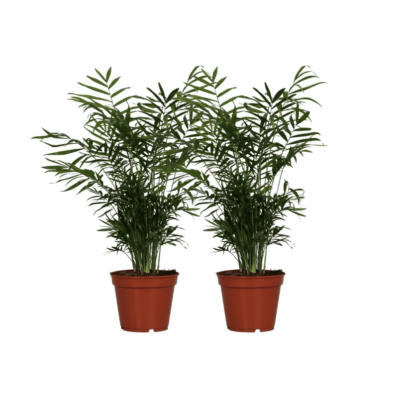 Chamaedorea elegans – Salonpalme – 2 planter – 17 cm potte, 55 cm høj