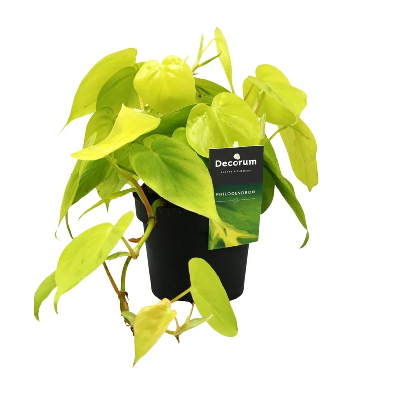 Philodendron ‘Lime’ – Baumfreund – 12 cm Topf, 20 cm hoch
