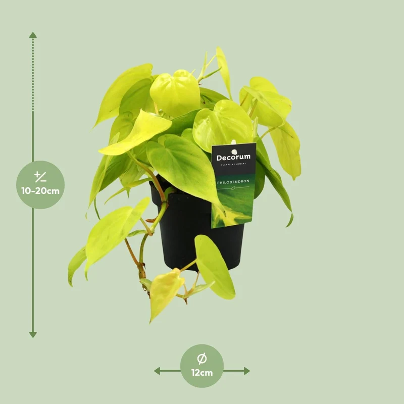 Philodendron ‘Lime’ – Baumfreund – 12 cm Topf, 20 cm hoch
