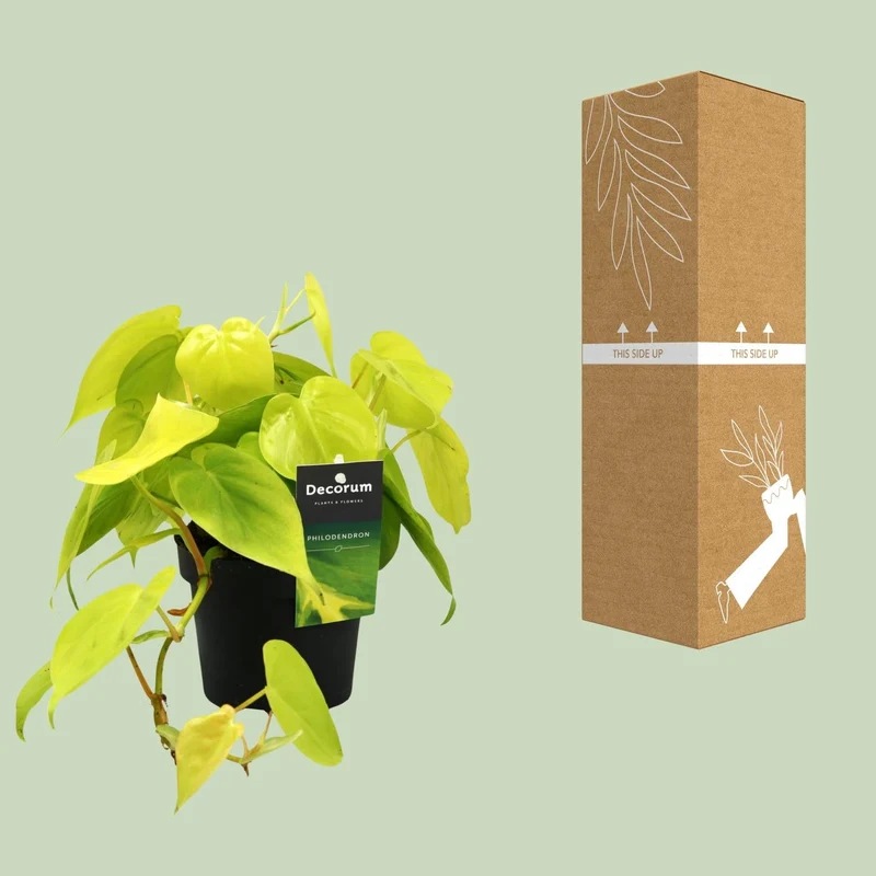 Philodendron ‘Lime’ – Baumfreund – 12 cm Topf, 20 cm hoch