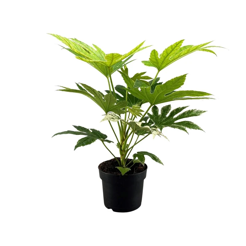 Fatsia japonica ‘Spider Web’ – Zimmeraralie – 17 cm Topf, 50 cm hoch