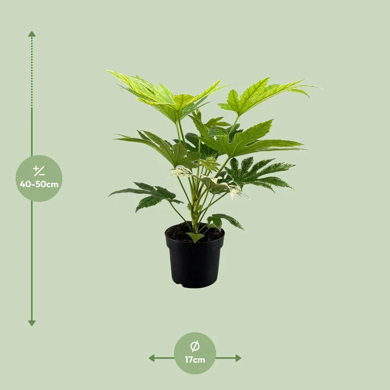 Fatsia japonica ‘Spider Web’ – Zimmeraralie – 17 cm Topf, 50 cm hoch