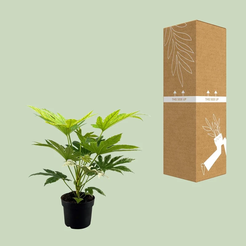 Fatsia japonica ‘Spider Web’ – Zimmeraralie – 17 cm Topf, 50 cm hoch