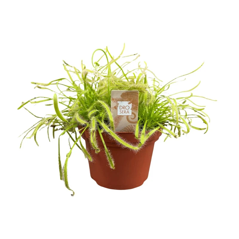 Drosera capensis – Sonnentau – 12 cm Topf, 17 cm hoch