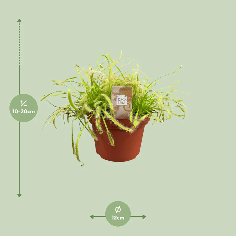 Drosera capensis – Sonnentau – 12 cm Topf, 17 cm hoch