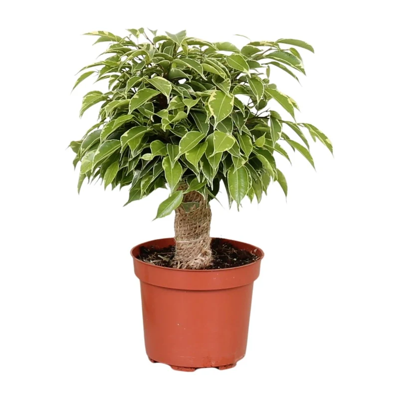 Ficus benjamina ‘Kinky’ – Birkenfeige – 12 cm Topf, 28 cm hoch