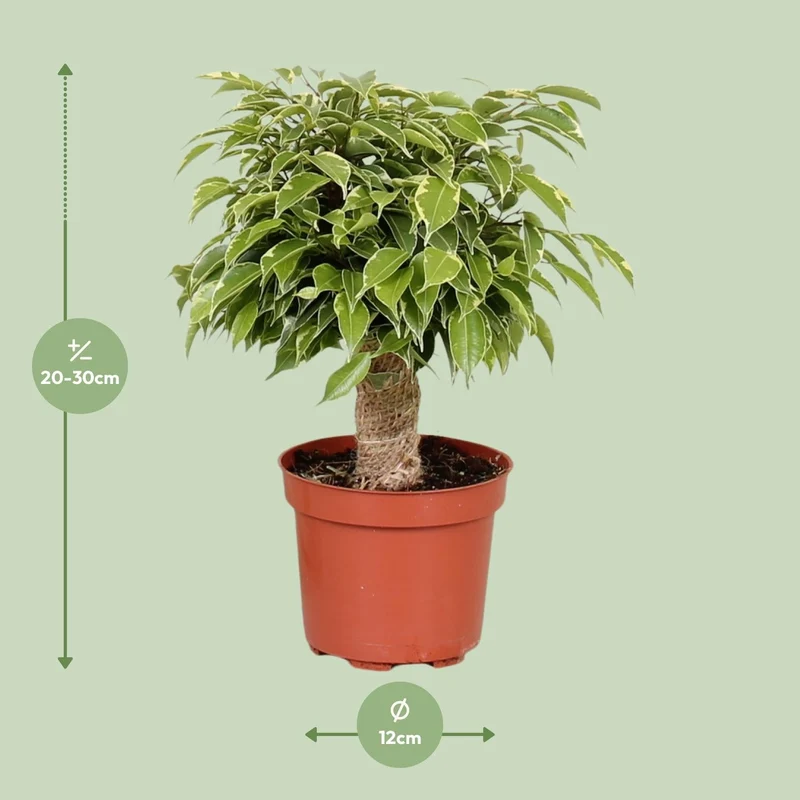 Ficus benjamina ‘Kinky’ – Birkenfeige – 12 cm Topf, 28 cm hoch