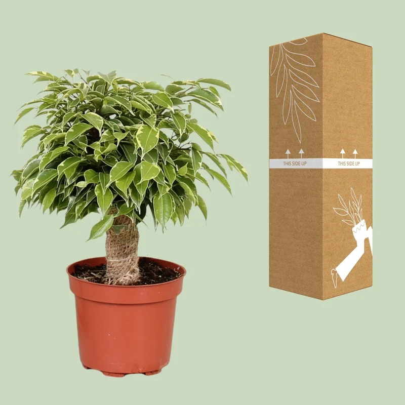 Ficus benjamina ‘Kinky’ – Birkenfeige – 12 cm Topf, 28 cm hoch
