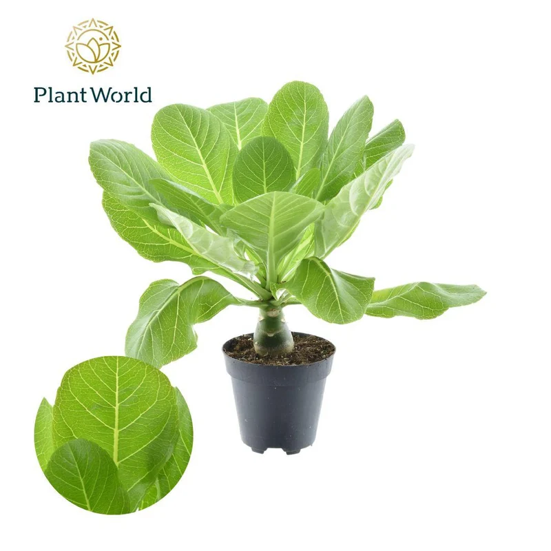 Brighamia insignis ‘Hawaii Palm’ – Hawaii-Palme – 12 cm Topf, 37 cm hoch