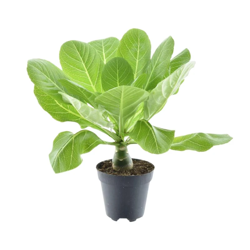 Brighamia insignis ‘Hawaii Palm’ – Hawaii-Palme – 12 cm Topf, 37 cm hoch
