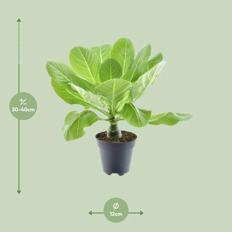 Brighamia insignis ‘Hawaii Palm’ – Hawaii-Palme – 12 cm Topf, 37 cm hoch
