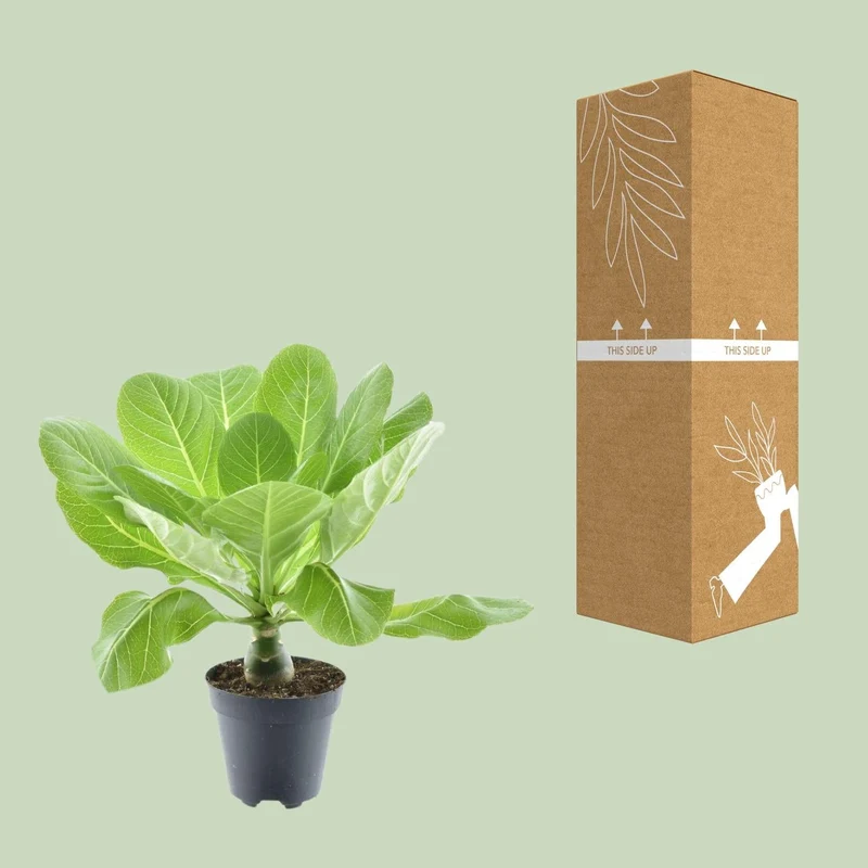 Brighamia insignis ‘Hawaii Palm’ – Hawaii-Palme – 12 cm Topf, 37 cm hoch