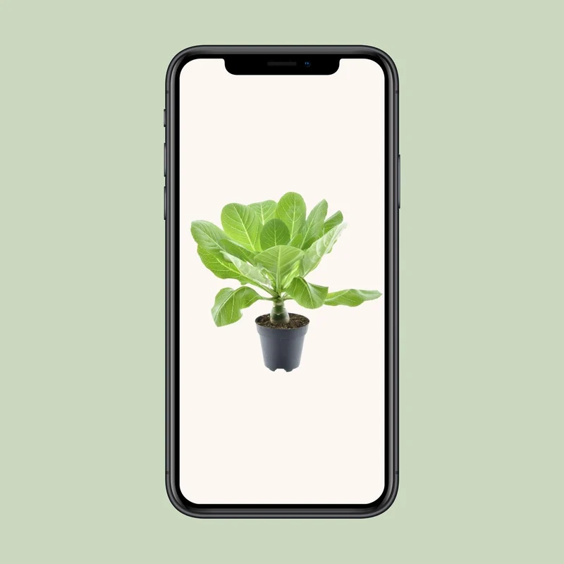 Brighamia insignis ‘Hawaii Palm’ – Hawaii-Palme – 12 cm Topf, 37 cm hoch