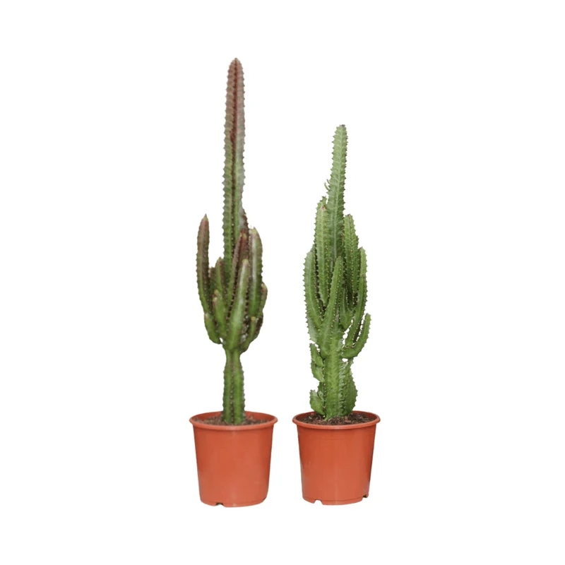 Euphorbia Grün & Rot – 2 Pflanzen – 17 cm Topf, 75 cm hoch