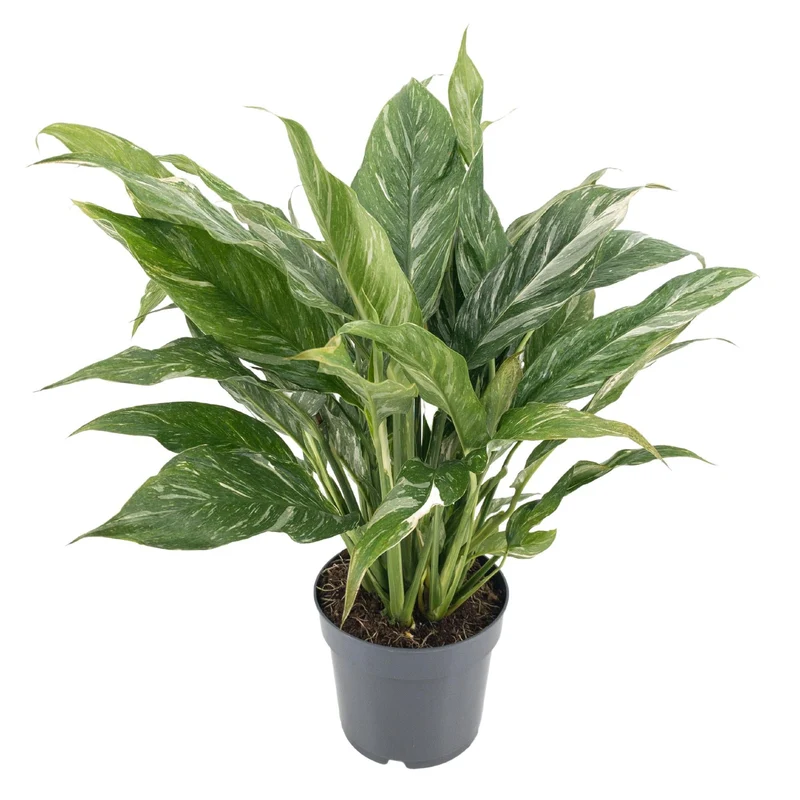 Dieffenbachia ‘Diamond Variegata’ – Dieffenbachie – 14 cm Topf, 55 cm hoch