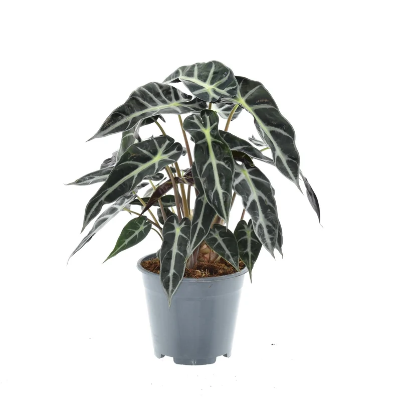 Alocasia ‘Bambino Arrow’ – Elefantenohr – 14 cm Topf, 40 cm hoch