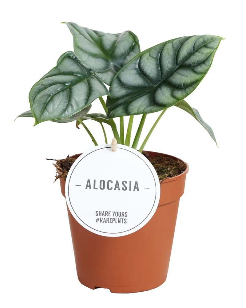 Alocasia ‘Silver Dragon’ – Elefantenohr – 12 cm Topf, 25 cm hoch