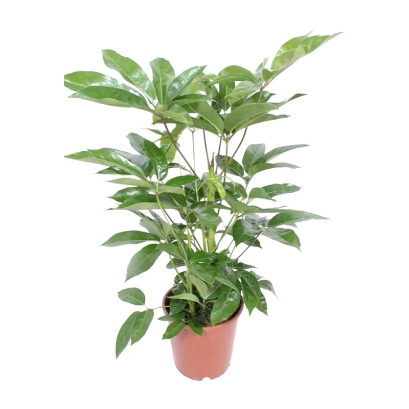 Schefflera actinophylla ‘Amate’ – Strahlenaralie – 24 cm Topf, 100 cm hoch