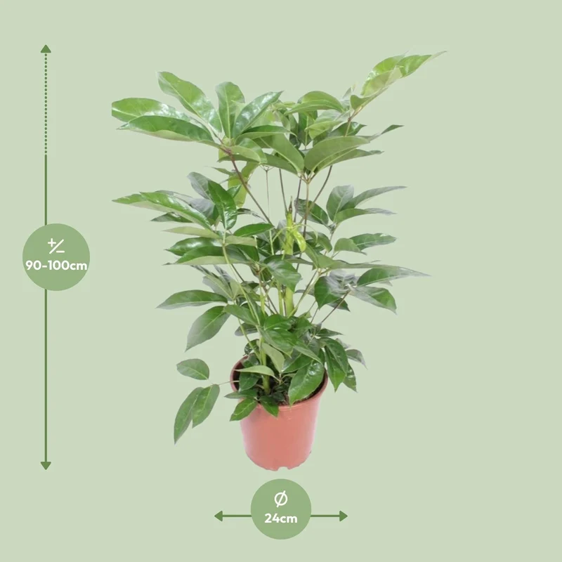 Schefflera actinophylla ‘Amate’ – Strahlenaralie – 24 cm Topf, 100 cm hoch