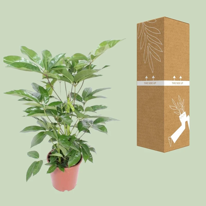Schefflera actinophylla ‘Amate’ – Strahlenaralie – 24 cm Topf, 100 cm hoch