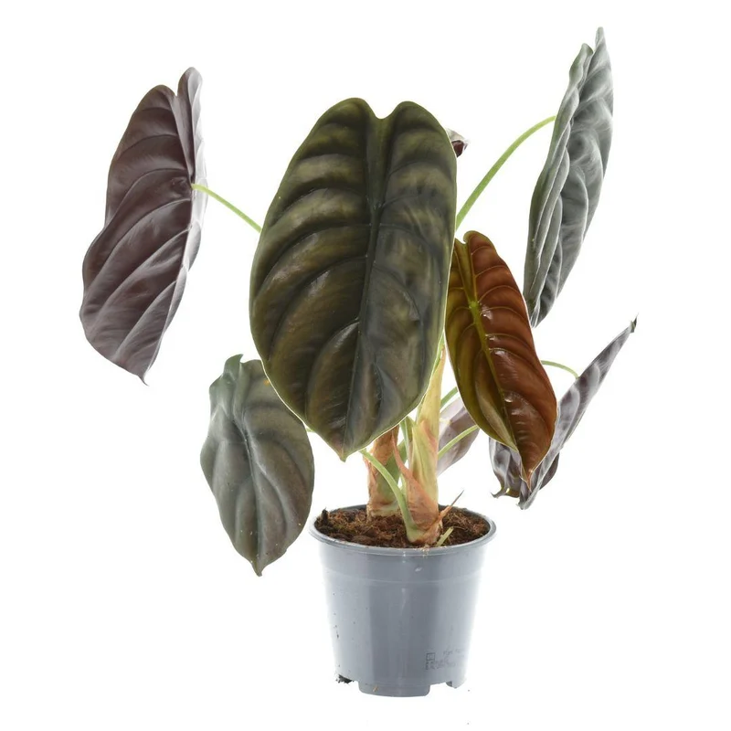 Alocasia ‘Red Secret’ – Elefantenohr – 14 cm Topf, 35 cm hoch