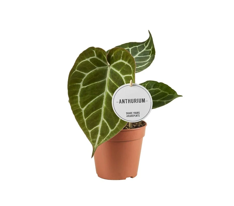Anthurium crystallinum – Flamingoblume – 12 cm Topf, 20 cm hoch