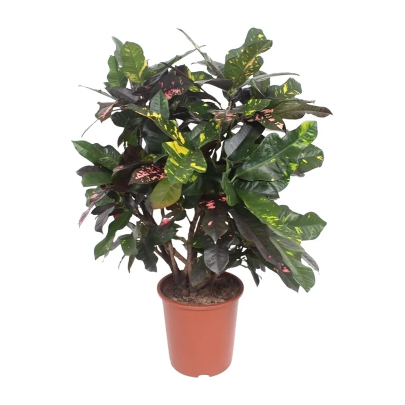 Codiaeum ‘Magnificent’ (Croton Magnificent) – Wunderstrauch – 27 cm Topf, 110 cm hoch