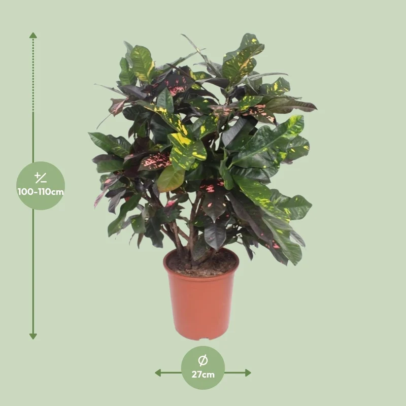 Codiaeum ‘Magnificent’ (Croton Magnificent) – Wunderstrauch – 27 cm Topf, 110 cm hoch