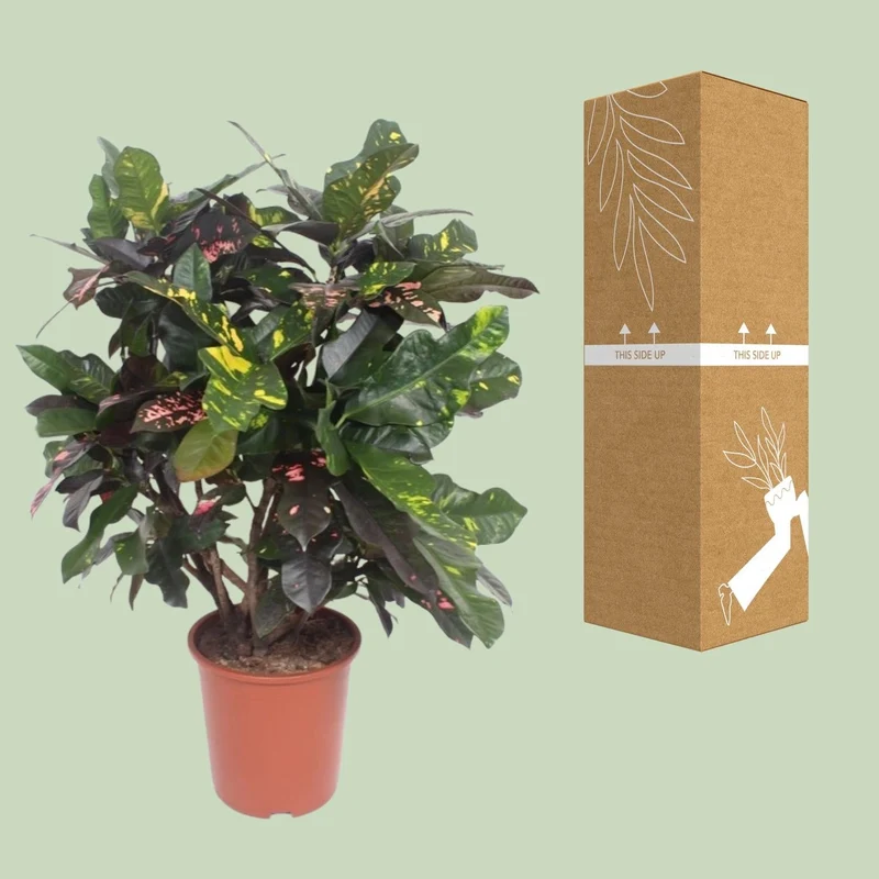 Codiaeum ‘Magnificent’ (Croton Magnificent) – Wunderstrauch – 27 cm Topf, 110 cm hoch