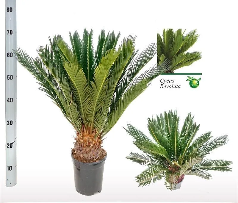 Cycas revoluta – Sagopalme – 17 cm Topf, 60 cm hoch