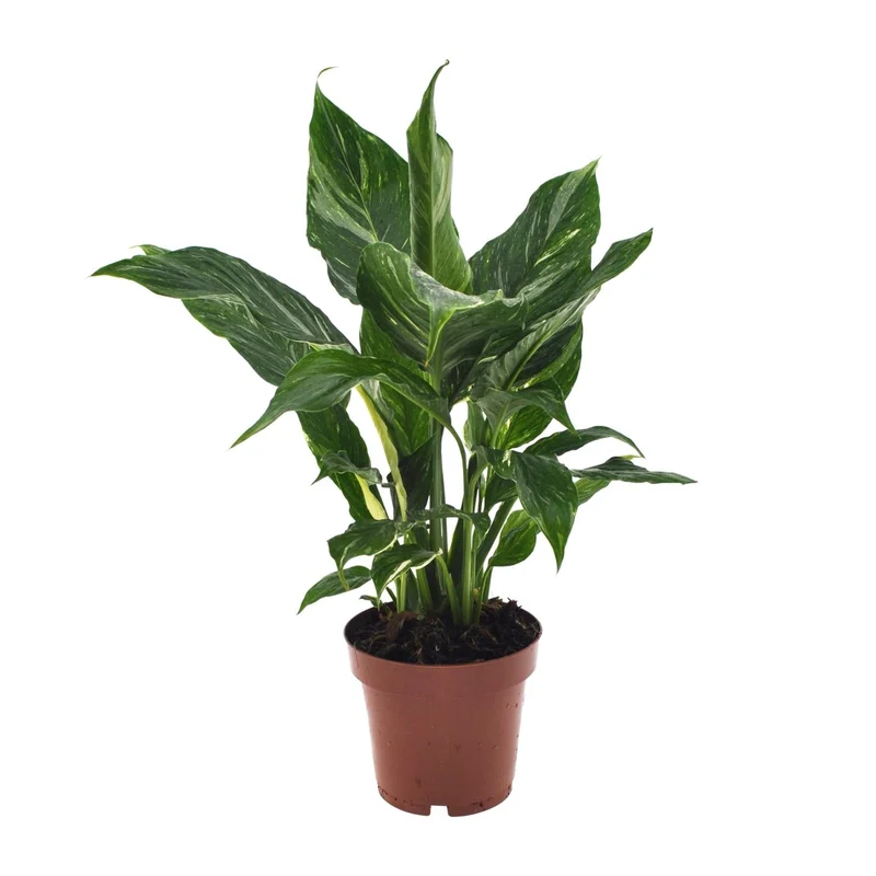 Spathiphyllum ‘Diamond’ – Einblatt – 12 cm Topf, 40 cm hoch