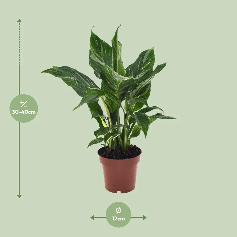Spathiphyllum ‘Diamond’ – Einblatt – 12 cm Topf, 40 cm hoch