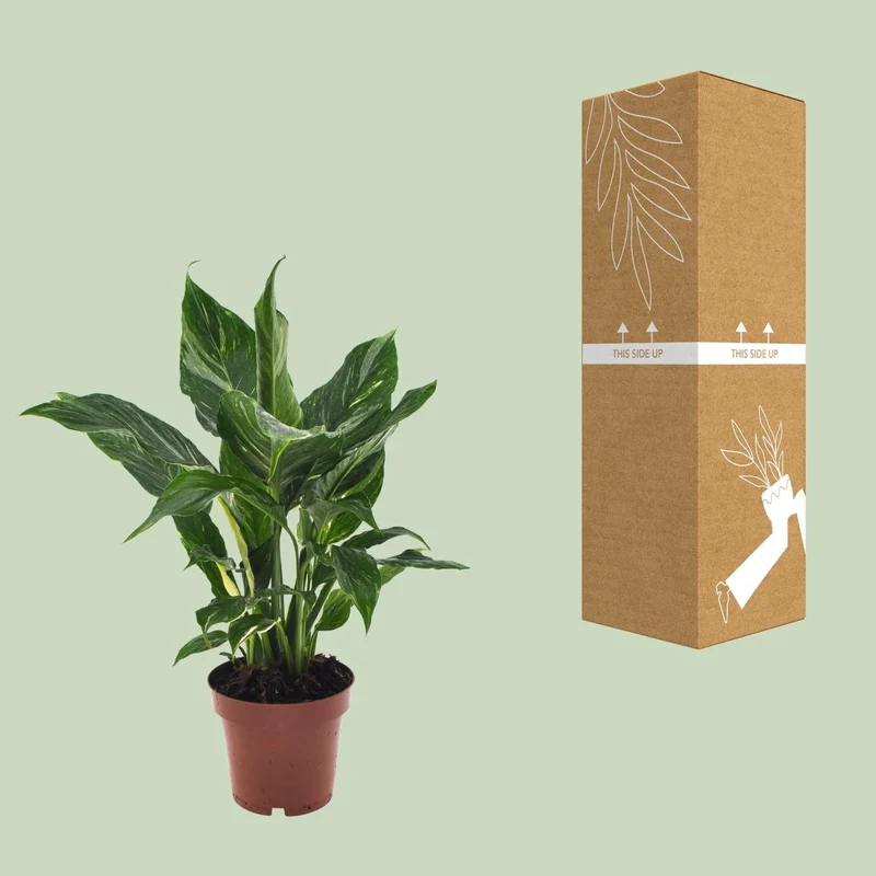 Spathiphyllum ‘Diamond’ – Einblatt – 12 cm Topf, 40 cm hoch