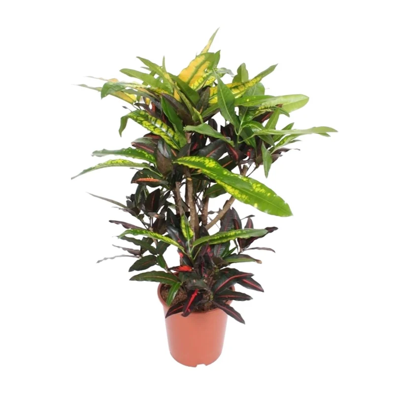 Codiaeum ‘Mango’ (Croton Mango) – Wunderstrauch – 27 cm Topf, 110 cm hoch