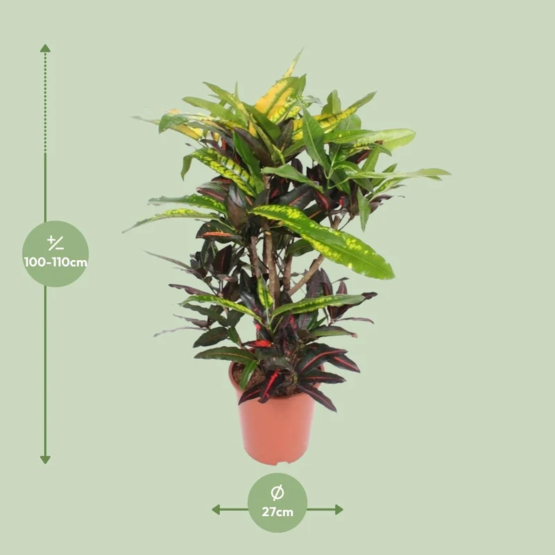 Codiaeum ‘Mango’ (Croton Mango) – Wunderstrauch – 27 cm Topf, 110 cm hoch