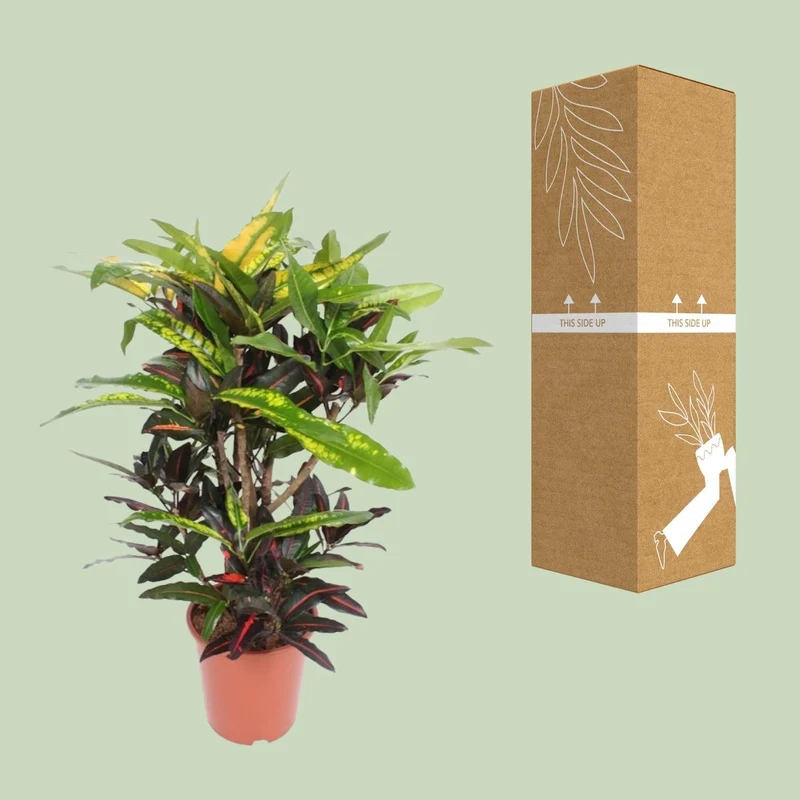 Codiaeum ‘Mango’ (Croton Mango) – Wunderstrauch – 27 cm Topf, 110 cm hoch