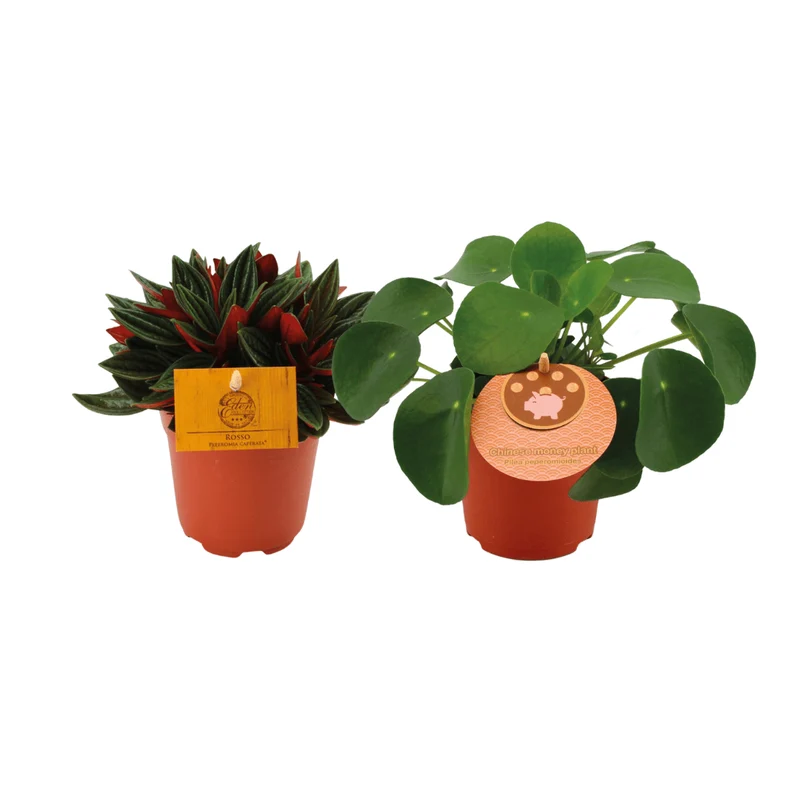 Peperomia Duo – Peperomia ‘Rosso’ & Pilea peperomioides – 2 Pflanzen – 10,5 cm Topf, 15 cm hoch