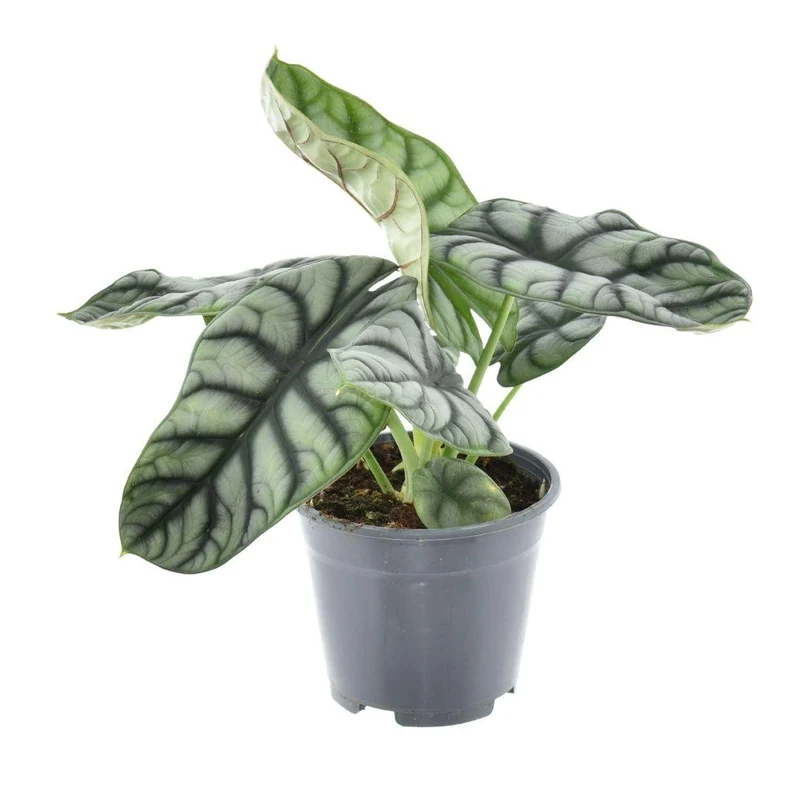 Alocasia nebula ‘Silver Compacta’ – Elefantenohr – 14 cm Topf, 30 cm hoch